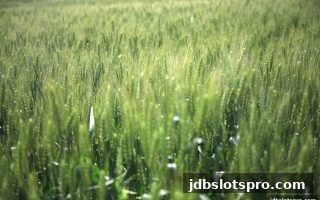 jdb电子游戏官网返利机制全解析：从规则到实操，轻松玩转平台回馈福利