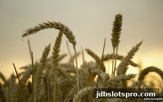 jdb电子游戏官网深度解析：洗码返利机制与VIP玩家实战策略