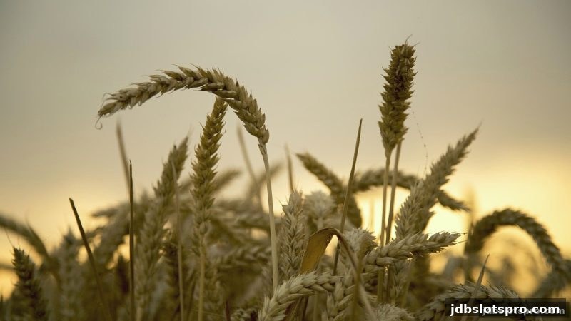 jdb电子游戏官网深度解析：洗码返利机制与VIP玩家实战策略